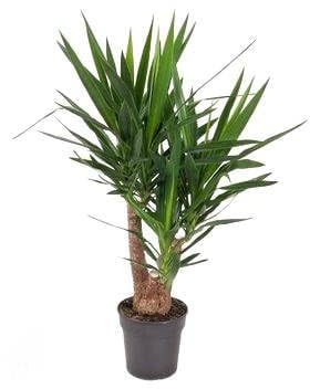 Fresh Plants Zimmerpflanzen -Yucca XXL - Topf Ø 24 cm - Höhe ca. 110 cm