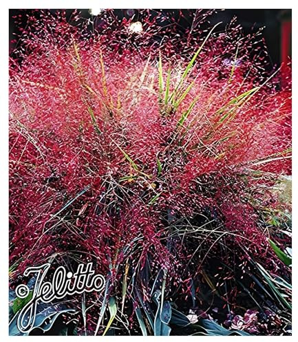 Stauden Gänge 10 x Eragrostis spectabilis im 1 Liter Topf (Stauden/Staude/Ziergras/Gräser/Winterhart/Mehrjährig) Rotes Purpur Liebesgras - Purpurfarbener Zauber für den Spätsommer