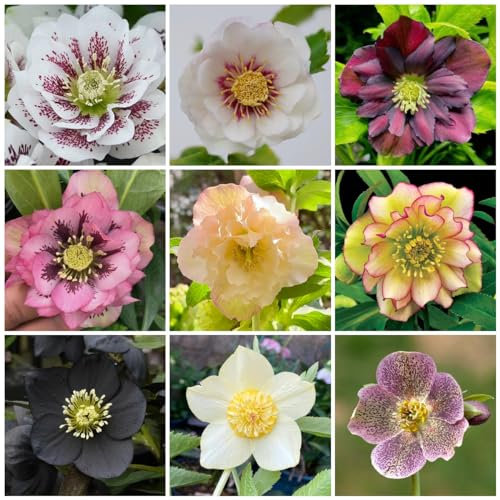 100 Pcs Christrosen Pflanzen Winterhart Samen, Christrose Samen, Luftreinigende Zimmerpflanzen, Bio Saatgut, Helleborus Thibetanus, Bienenweide Saatgut Mehrjährig, Geschenke Für Gartenfreunde