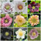 100 Pcs Christrosen Pflanzen Winterhart Samen, Christrose Samen, Luftreinigende Zimmerpflanzen, Bio Saatgut, Helleborus Thibetanus, Bienenweide Saatgut Mehrjährig, Geschenke Für Gartenfreunde