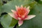 Ninfea 'David' – Pianta Acquatica Viva a Radice Nuda Fiore Rosso Intenso – Per Laghetti, Vasche e Stagni da Giardino – Fioritura Estiva Prolungata – Coltivata in Italia