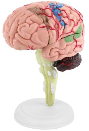 Ausla Menschliches Gehirnmodell, Plastisches Bildungsinstrument, Zerlegt 8 Teile für die Neurologiestudie und die Aufklärung der Patienten