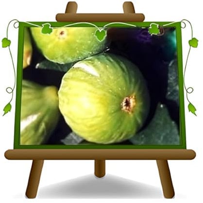 Fico Brogiotto Bianco - Pianta da frutto antico su vaso da 20 - max 170 cm - 2 anni