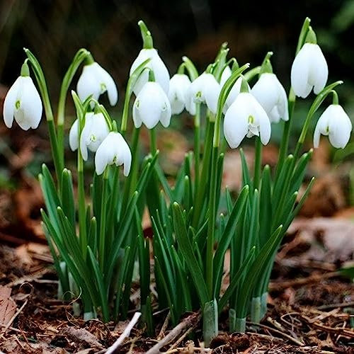 8 pz bulbi di bucaneve - piante in vaso estremamente resistenti,Galanthus nivalis, fioriera per piante da balcone a bulbo piante in vaso fiori bulbi da balcone bulbi da fiore perenni