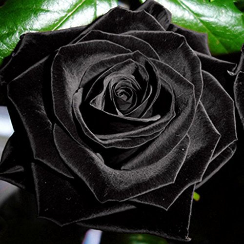 100Pcs Mysterious Black Rose Blumen-Pflanzen-Samen Schöne schwarze Rose