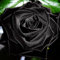 100Pcs Mysterious Black Rose Blumen-Pflanzen-Samen Schöne schwarze Rose