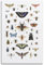 WALS Insekten-Poster-Kollektion von fliegenden Insekten, 3 dekorative Leinwand, Familienschlafzimmer, Kunstwerk, Bild, Gemälde, 30 x 45 cm