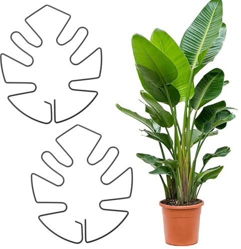 Tyqour Monstera - 2 estacas de soporte para plantas Monstera, soporte duradero para plantas de interior, poste de musgo para un crecimiento próspero (negro, 13 x 14 cm)
