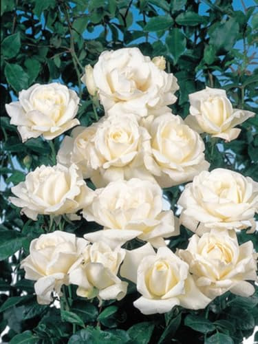 CUIKWA Strauchrose Eden Rose - Rosen-Blüte in lichtgelb mit rosa Rand Duftrose winterhart - Pflanzen in Top Qualität-3Zwiebel-I