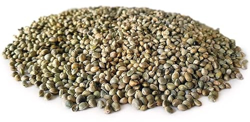 Tigernuessekaufen.de Hanfsamen 20KG | Karpfen Futter