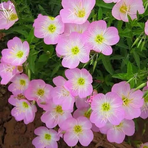 NO-GMO 2200 Samen, Rosa Abendkerze Wildblume Gartensamen Bodendecke Mehrjährige Blume Samen Heirloom Samen