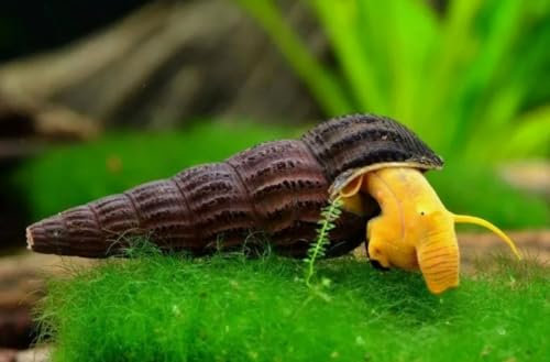 3 x Orange Felsenschnecke Tylomelania sp. für Aquarium – Algenfresser Schnecken, Natürliche Schneckenbekämpfung, Lebende Schnecken für Aquarien