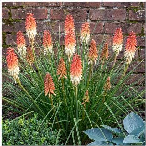 Stauden Gänge 5 x Kniphofia 'Orange Vanilla Popsicle' Fackellilie | Zweifarbig Koralle und Vanille - kompakt 45-60 cm, Blüte Juni-September, winterhart bis -15 °C, 11x11 cm Topf