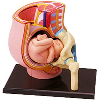 XFUYI Modelo de sección de Pelvis Embarazada Pintado a Mano Mujeres humanas Modelo de sección de Pelvis Embarazada Modelo de Feto de bebé de Nueve Meses Plástico