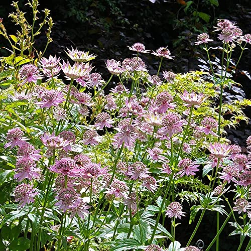 Große Sterndolde Samen - Astrantia Major - Seltene Pflanzen Serie - Kunst Pflanzen Fürs Zimmer Pflanzensamen Zimmerpflanzen Bienen Geschenk Stauden Bienenweide Winterharte Garten 200 Stück