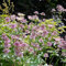 Große Sterndolde Samen - Astrantia Major - Seltene Pflanzen Serie - Kunst Pflanzen Fürs Zimmer Pflanzensamen Zimmerpflanzen Bienen Geschenk Stauden Bienenweide Winterharte Garten 200 Stück