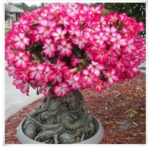 WüStenrose Pflanze Winterharte MehrjäHrig, Winterhartes pflanzen,WüStenrosen zwiebeln, Exquisite Blumen,Desert Rose Zwiebel-2 zwiebeln-H