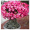 WüStenrose Pflanze Winterharte MehrjäHrig, Winterhartes pflanzen,WüStenrosen zwiebeln, Exquisite Blumen,Desert Rose Zwiebel-2 zwiebeln-H