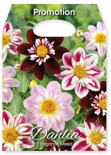 Dahlia Elegance Mischung - 3 Knollen Gr. I - Dahlien Blumenzwiebeln Sommerblüher - Mehrjährig Schnittblume - für Garten Beet Balkon - Rosa Rot Weiß 250gr