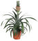 Plant in a Box - Ananaspflanze 'Mi Amigo' - Zimmerpflanze - Topf 12cm - Höhe 35-45cm