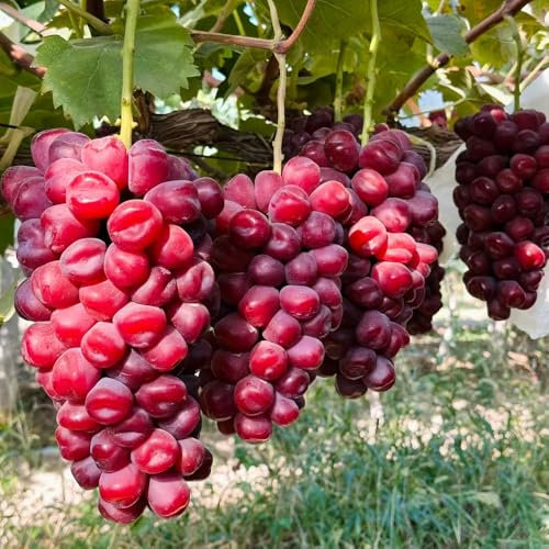 piante d'uva - semi piccoli piantare piante perenni all'aperto semi di vite pianta da balcone da balcone di uva uva spalliera frutta frutta giardino giardino dei frutto 80pcs