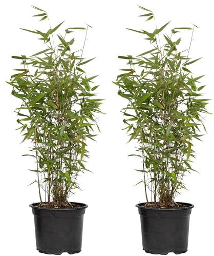 Lot de 2 Bambous Fargesia Frosttip – Bambou Non Traçant Persistant – Haie Brise-Vue en Pot – Feuillage Givré pour Jardin et Terrasse (40-50 cm, pot 14cm inclus)