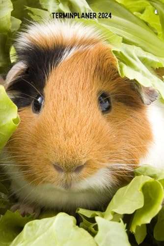 Terminplaner 2024: Meerschweinchen Jahresplaner und Kalender von Januar bis Dezember 2024 - Organizer und Zeitplaner für 1 Jahr