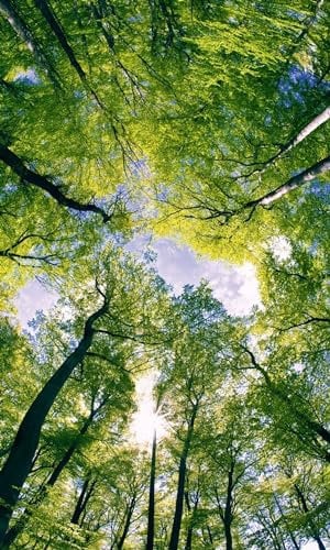 Vlies Fototapete BÄUME IN DEN WOLKEN 150 x 250 cm | Vliestapete - Wandtapete inklusive Kleister | PREMIUM VLIES QUALITÄT