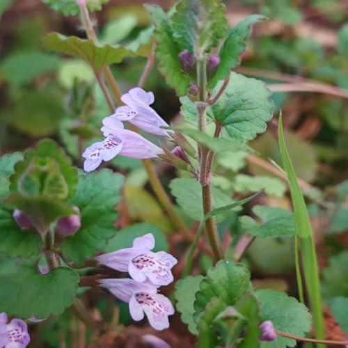semillas de hiedra terrestre, glechoma hederacea, orgánicas, hiedra terrestre de otoño resistentes, 60pcs