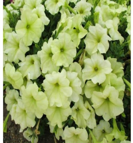 100 piezas de semillas de petunia verde