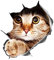 Realistic 3D Katze Autoaufkleber,Tier Lustige Aufkleber Heckscheibenaufkleber Wasserdichter Motorhaube Sticker Auto Dekoration Styling Aufkleber Personalisierte Dekoration Für Autofenster Stoßfänger