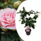 Plant in a Box - Camellia japonica 'Bonomiana' - Japanische Rose - Kamelie pflanze Winterhart - Topf 15cm - Höhe 50-60cm