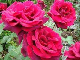 GARTHWAITE NURSERIES® : - Potted 2 Litre Hybrid Tea Rose DEEP Secret Perennial Plant