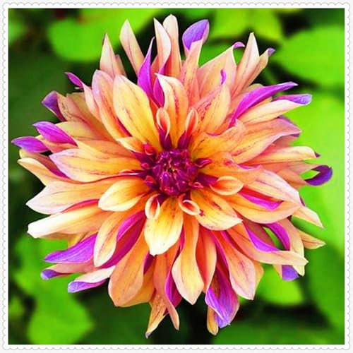 Dahlia Bulbs Mix for Planting Now UK,Strong Plants That Grow Well,Dahlia Tubers Bulk,Beauty of Garden,Gift Ready,Hardy Perennial,Wedding Flowers Cut Flowers-2bulbs-A