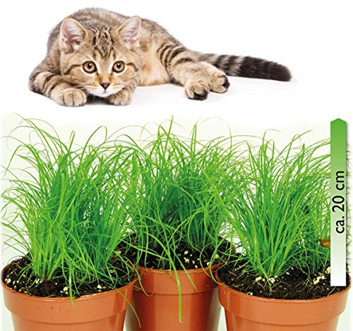 mgc24 Katzengras Cyperus zumula - Echtes Zyperngras im 12er Topf, fertig gewachsen ca. 20cm hoch - 3er Set