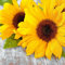 Schöne & Sommerliche Servietten - Sommermotiv: Sonnenblume - Sparpackung: 100 Stück - 33cmx33cm - Tischservietten/Sommerservietten/Dekoservietten