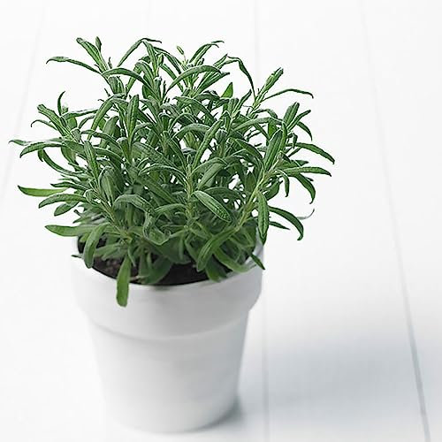 Generic Semi di rosmarino, 1 sacchetto di semi di rosmarino Freschi semi rinfrescanti Profumo naturale Semi di rosmarino per maniero Semi di Rosmarinus Officinalis