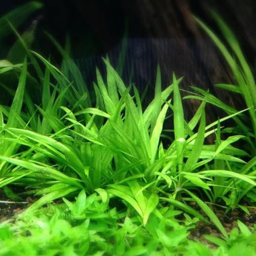 400 Pcs Wasserpflanzen Aquarium Pflanzen Samen - Teichpflanzen - Geschenke Für Gartenliebhaber Wasserpflanze Teichpflanze Samen, Winterharte Kübelpflanzen Balkon Deko Geschenk Garten