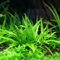 400 Pcs Wasserpflanzen Aquarium Pflanzen Samen - Teichpflanzen - Geschenke Für Gartenliebhaber Wasserpflanze Teichpflanze Samen, Winterharte Kübelpflanzen Balkon Deko Geschenk Garten