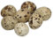 RiloStore 22 STK Wachteleier ausgeblasen Naturdeko Osterschmuck Basteln Ostern Deko Eier Wachteln Dekoeier Osterdeko Feder Dekoeier Wachtelei XL Packung