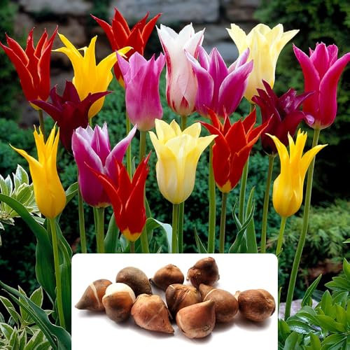 10 Lily Flowering Mixed Tulip Bulbs - Vibrant Spring Blooms with Pointed Petals - Adds Colourful Charm to Your Garden - Thrives in UK Climate - Perfect for Your Spring Garden Display