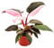 Exotenherz - Philodendron Pink Princess - pink-schwarzer Baumfreund - 12cm Topf