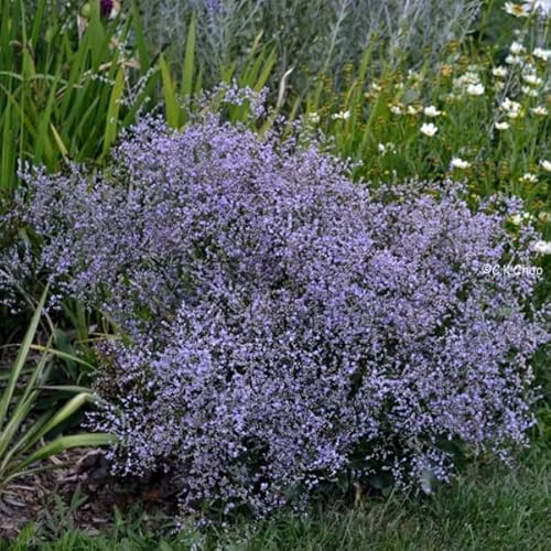 6 x Breitblättriger Steppenschleier - Limonium Latifolium Topf 9x9cm: Silbrige Blätter, lila Blüten, trockenheitsverträglich.