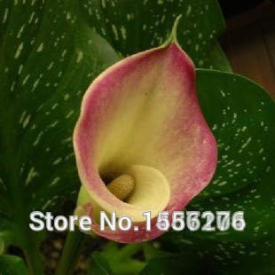 Seeds. 50pcs Calla Lily - Zantedeschia Aethiopica Semillas Fiori Sementes (not bulbs): 10