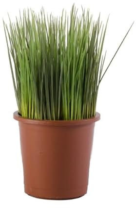 Planta Aromática Natural de Cebollino Hierba de Exterior