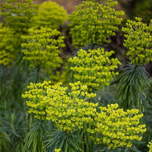 50 Pcs Wolfsmilch Kaktus Samen, Exotische Pflanzen Winterhart, Wildblumensamen (Euphorbia Pekinensis) Winterharte Pflanzen Für Garten Sukkulenten Samen, Pflanzen Für Sonnige Plätze