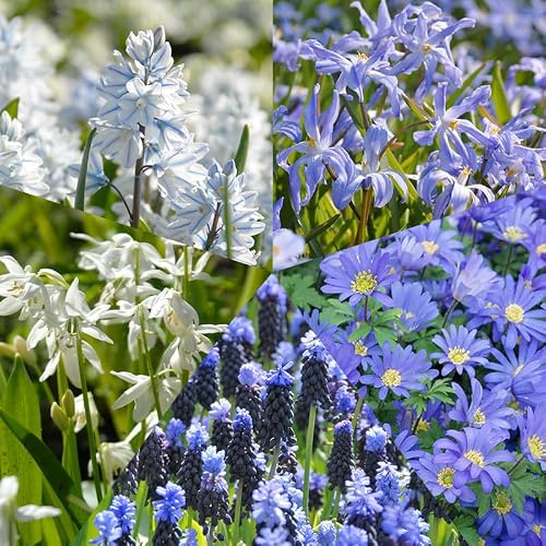 Blumenzwiebel Paket Delfter Blau, à 250 | 250 Stück | Blumenzwiebel | Topfpflanze | Geeignet für Kübel | Blau | Weiß | 100% Blütegarantie | QFB Gardening | Rarität