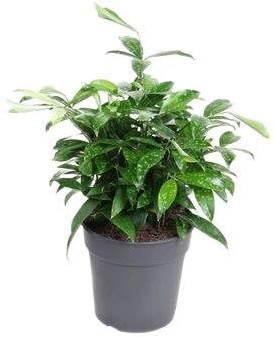 Fresh Plants - Dracaena Surculosa - Pot Ø 24 cm - Hauteur 60 cm