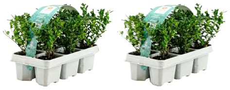 Bloomique - Lot de 2 - Ilex crenata Jenny - Houx japonais - Feuillage Persistant - Rustique - Compact - Hauteur 10-20 cm - Motte 6 cm