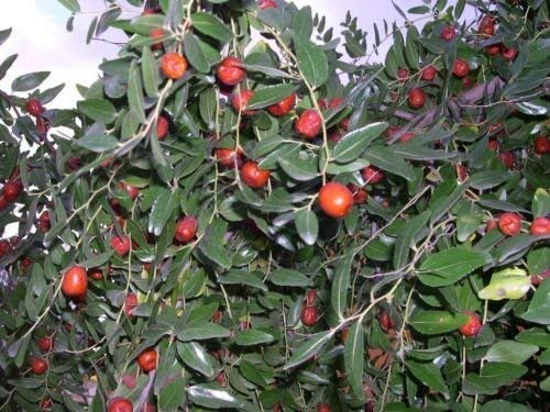 Chinesisch Datum, Ziziphus Jujube, Baum 10 Samen